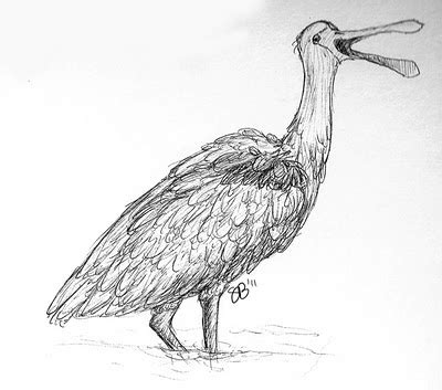 Musings of a Biologist and Dog Lover: Drawing Animals: Roseate Spoonbill