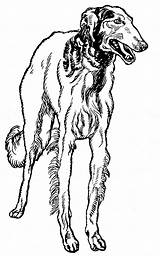 Greyhound Coloring Pages  Best For Kids sketch template