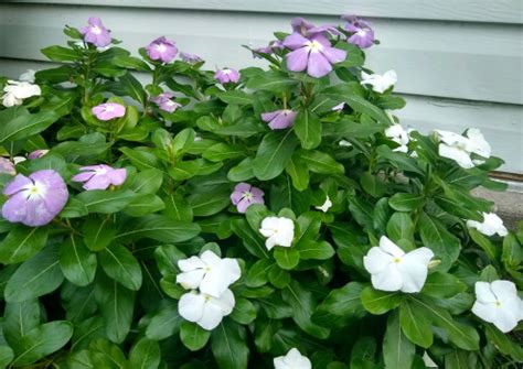 Vinca: Plant Care Guide - Plants BTW