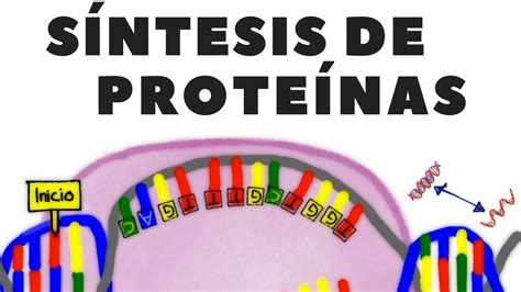 Ciencias Naturales 2019: Guía Nro. 2 Bio - Síntesis de Proteínas