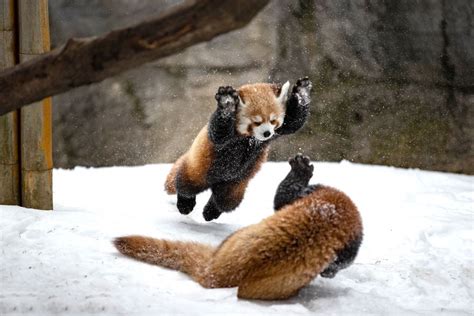Red panda cubs playing in the snow : aww