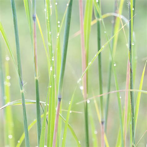 Big Bluestem – Prairie Garden Trust