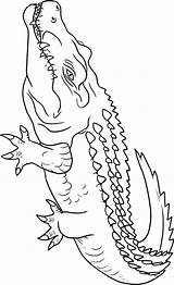 Crocodile coloring pages To Download And Print For Free sketch template
