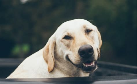 Do Dogs Smile? What’s Really Behind That Adorable Smile? - Canine ...