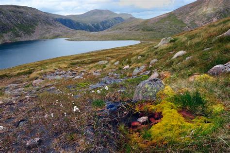 The Flora of the Cairngorms National Park | Scotland's Nature