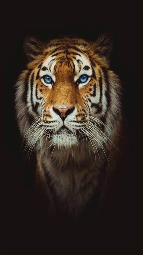 Cabeza de tigre, negro, Fondo de pantalla de teléfono HD | Peakpx