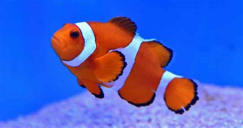 Finding nemo fish breeds - clinicfiln