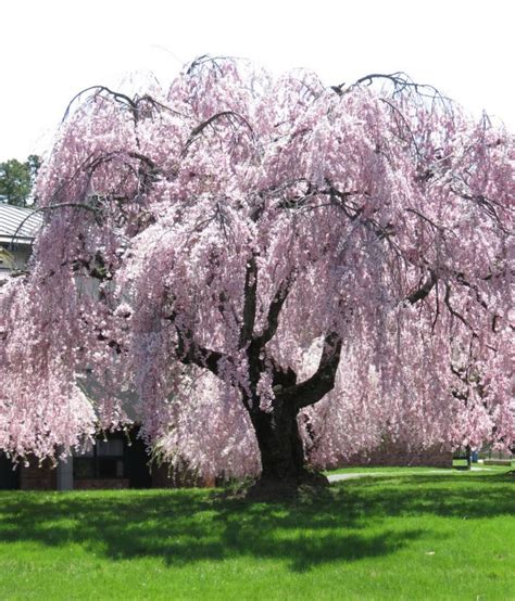 Pink Weeping Willow Tree / Use them in commercial designs under lifetime, perpetual & worldwide ...