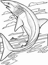 Free Shark Coloring Pages sketch template