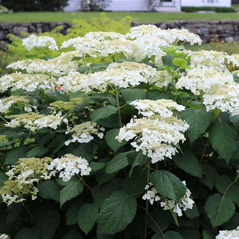 Hydrangea arborescens 'Haas' Halo' | White Flower Farm