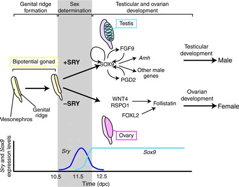 Diagram of Mammalian Sex Determination — Gender-Inclusive Biology