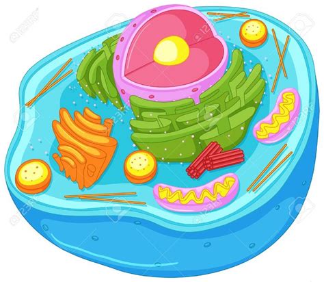 Close up diagram of animal cell illustration , #Ad, #diagram, #Close, #animal, #illustration, # ...