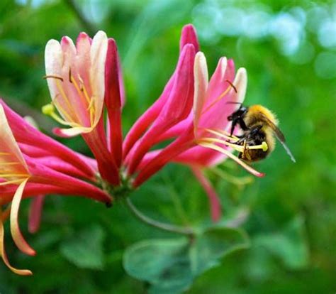 Pollination | ecology | Britannica.com