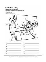 Biology Askabiologist Asu Bubakids Dierlijke Cel 課題 Directions Sketch  sketch template