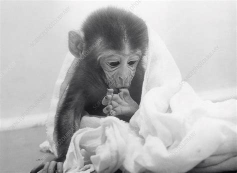 Harlow's monkey experiment - Stock Image - C030/3739 - Science Photo Library