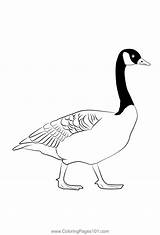 Canada Geese Free Coloring Pages For Kids Printable C  Vrogueco sketch template