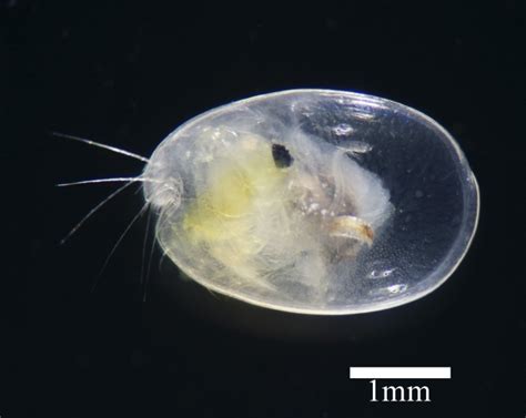 World Ostracoda Database - Photogallery