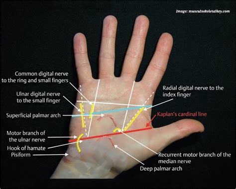 Dr.OMID BANDARCHI ,M.D. on Twitter: "SURFACE ANATOMY-HAND.(It's NOT about palmistry!😊).Kaplan’s ...