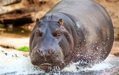 Hippos to be uplisted? CITES CoP19 - Africa Geographic