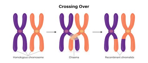 Crossing Over Of Chromosome Genetic Recombination Stock Illustration ...