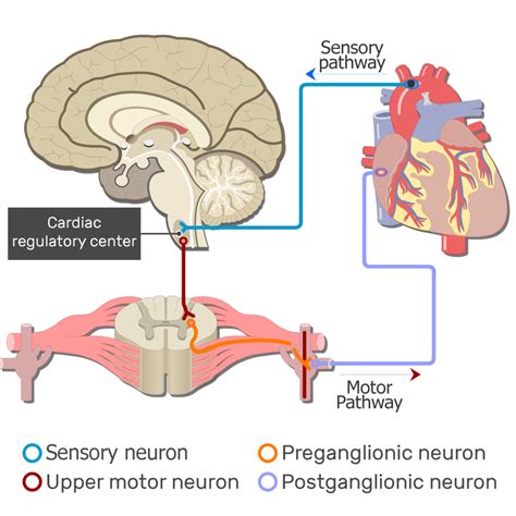 Examples of Autonomic Nervous System Pathways | GetBodySmart