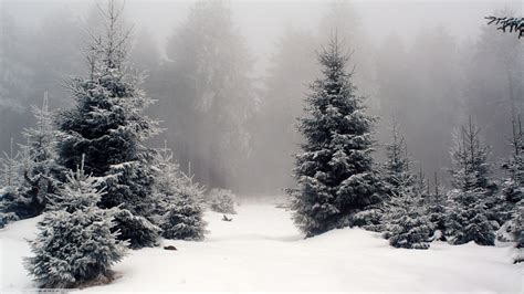 Snowy Forest Wallpaper (70+ pictures)