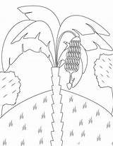 Banana Tree coloring Page  Download Print Or Color Online For Free sketch template