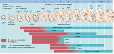 Teratogens - Tips for Expecting Parents