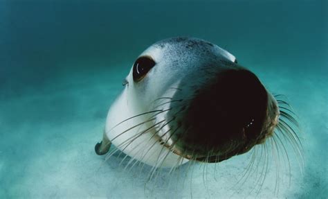 Exotic Sea life Underwater Photography that Will Make You Stunned