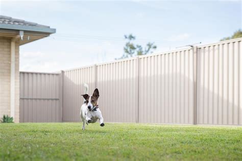 24 Backyard Dog Run Ideas to Create a Dog-Friendly Oasis | LoveToKnow Pets