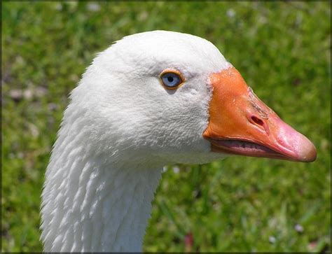 Embden Goose [Anser sp.] | Goose, Bird template, Bird pictures