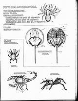 Sponges A Coloring Worksheet sketch template