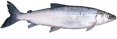 Lake Whitefish – Eat Wisconsin Fish