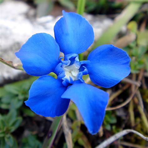 File:Spring Gentian.jpg - Wikimedia Commons