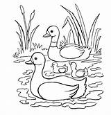 Duck Coloring Pages sketch template