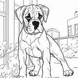 boxer Dog coloring Page 27844543 Vector Art At Vecteezy sketch template