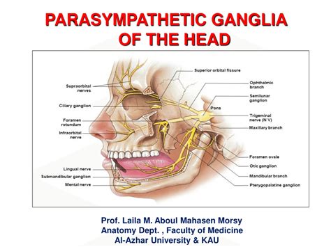 Anatomy Of The Sympathetic And Parasympathetic Nervous, 43% OFF