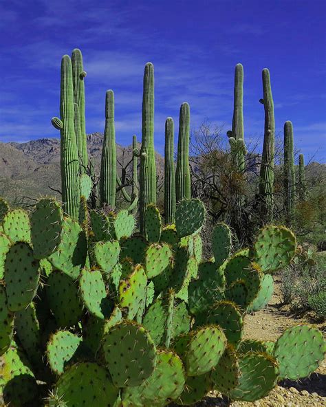 Arizona Cacti by Ed Cheremet