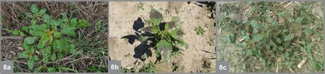 Keys to Identifying Palmer Amaranth and Waterhemp (FS-2023-0653 ...