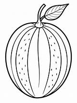 Cantaloupe colouring Book pages For Children And Adults With Vector  sketch template