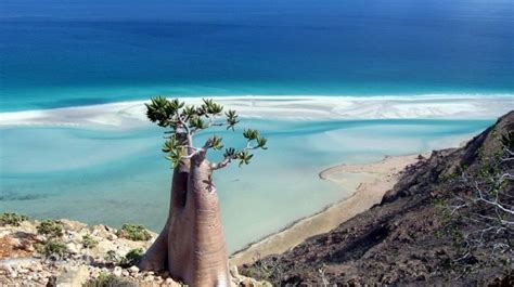 Socotra Island (35 pics)