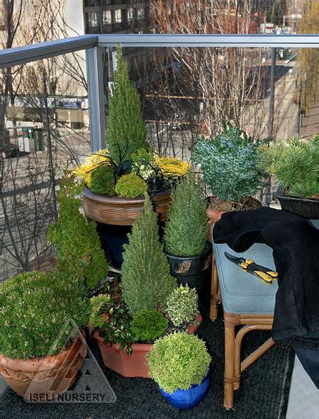 Vander Giessen Nursery: Dwarf Conifers for Containers