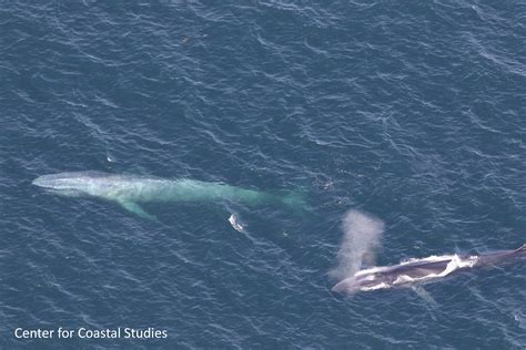 CCS Aerial Survey Sights Blue Whale Off Truro, MA | Center for Coastal Studies