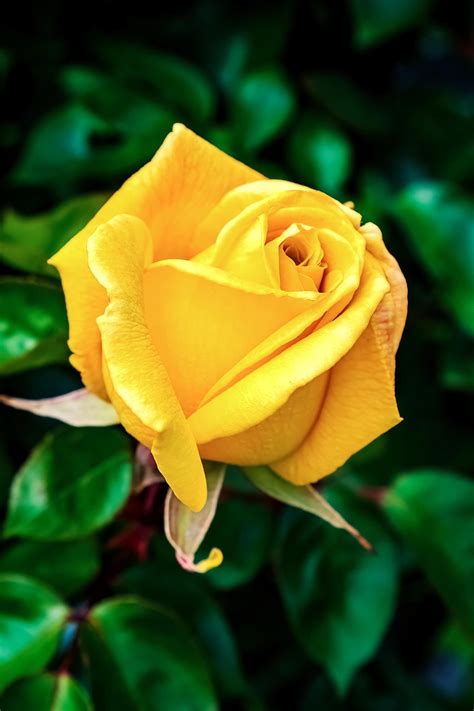 Rose Flower Petals - Free photo on Pixabay - Pixabay