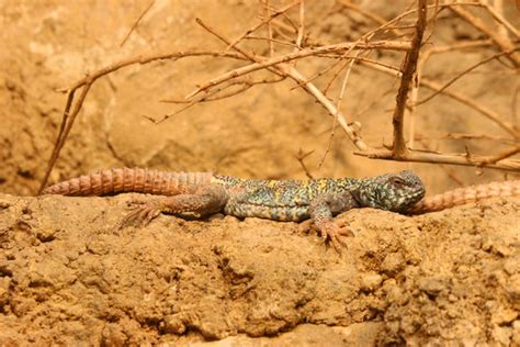 "Spiny-Tailed Lizard" Images – Browse 730 Stock Photos, Vectors, and Video | Adobe Stock