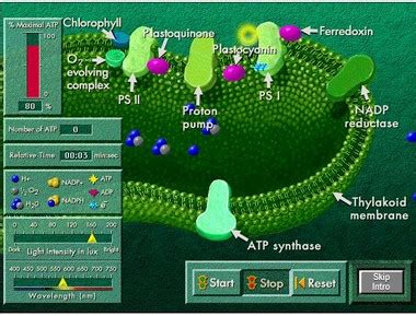 Photosynthesis Simulation