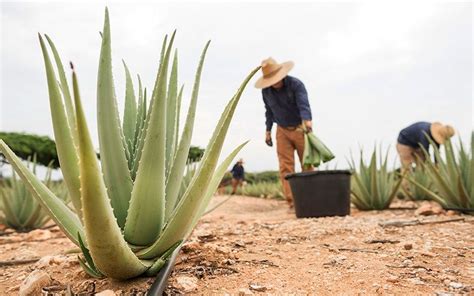 Aruba Aloe Museum, Factory, and Store | Aruba, Museum tours, Aloe