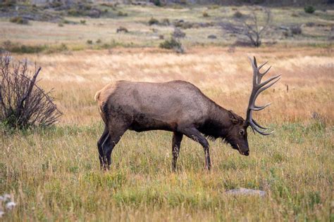 Colorado Parks and Wildlife seeks sharpshooters to kill elk - Colorado ...