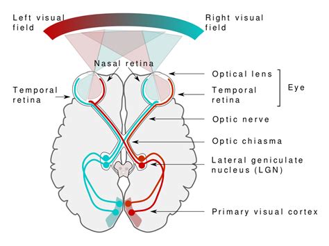 How Visual Sensory Processing Works - The Sensory Spectrum | Sensory ...