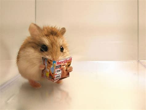 Cute Hamster Wallpapers - Top Free Cute Hamster Backgrounds - WallpaperAccess